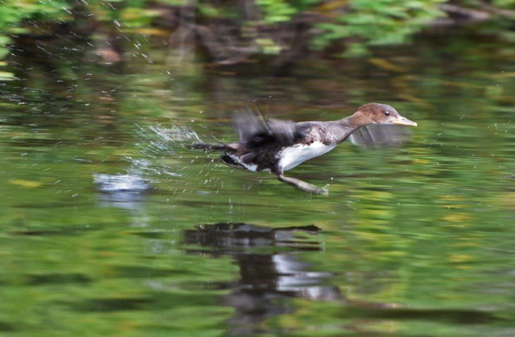Hooded merganser