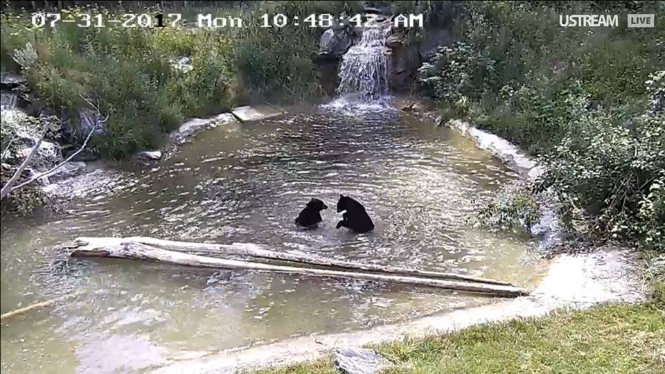 Tasha and Holly in the pond