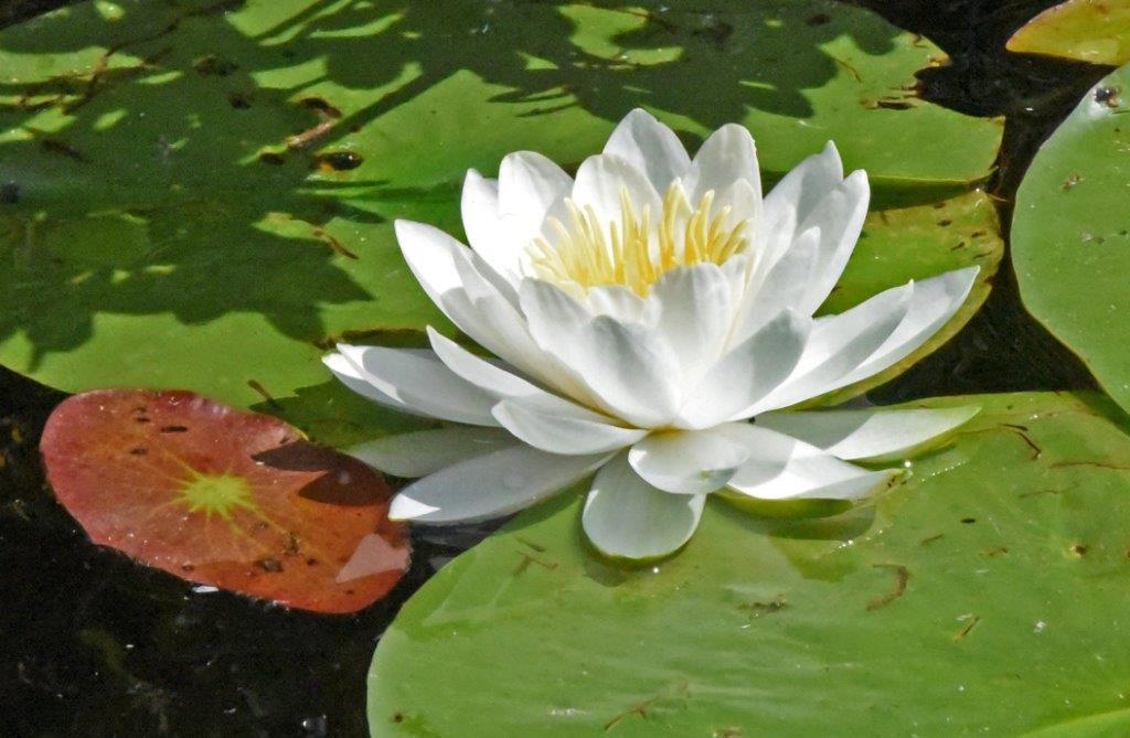 Water Lily