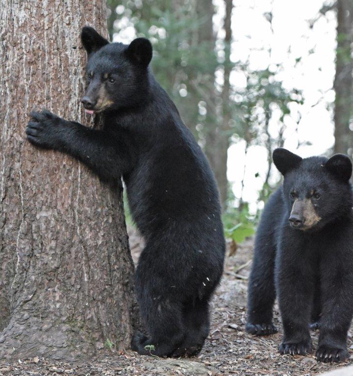 Cubs