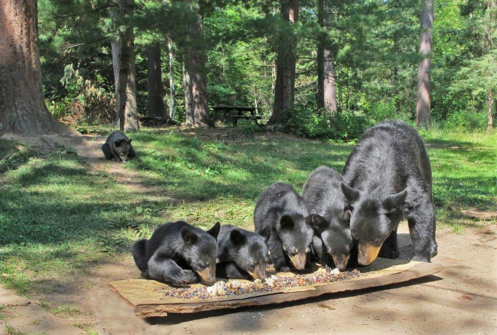 Annie and her 5 cubs photo by Krause