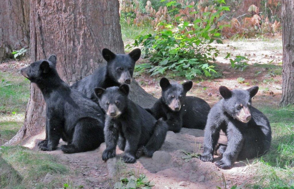 Annies cubs by Krause