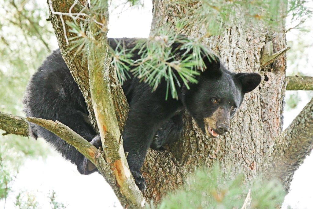 Timmy photo by Tim Rogers