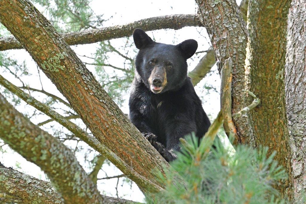  Timmy photo by Tim Rogers