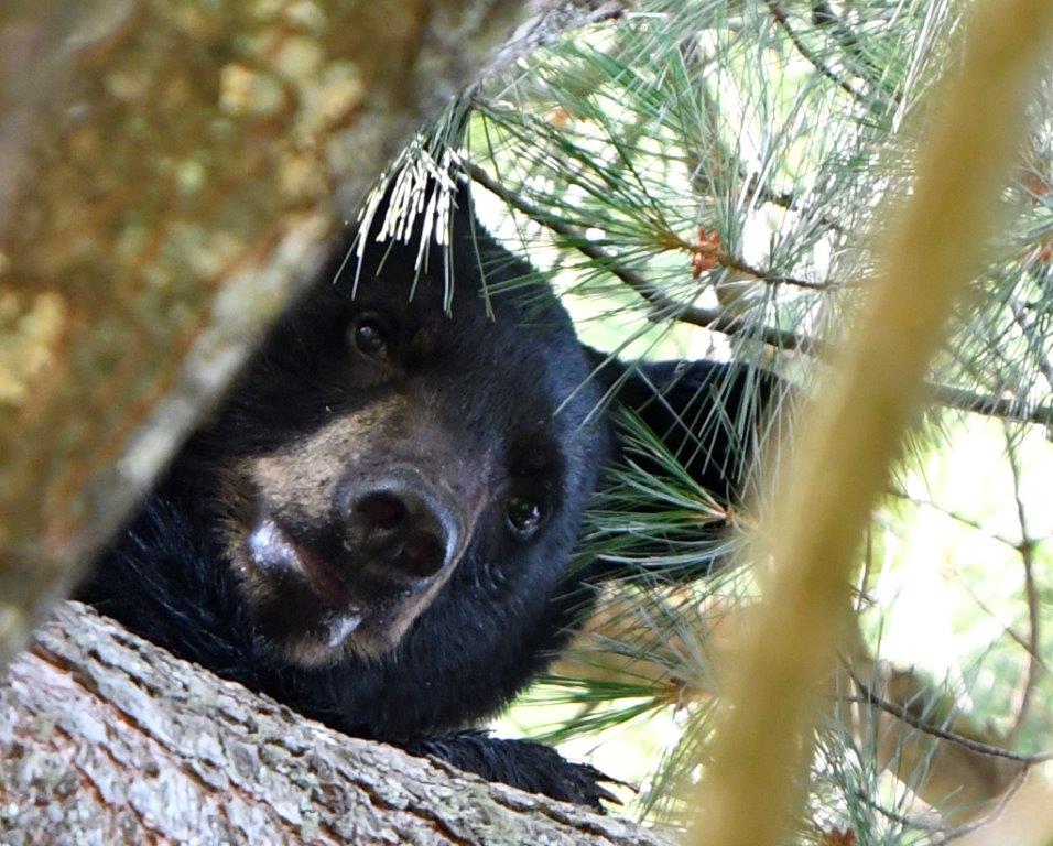 Timmy looking down - photo by Tim Rogers