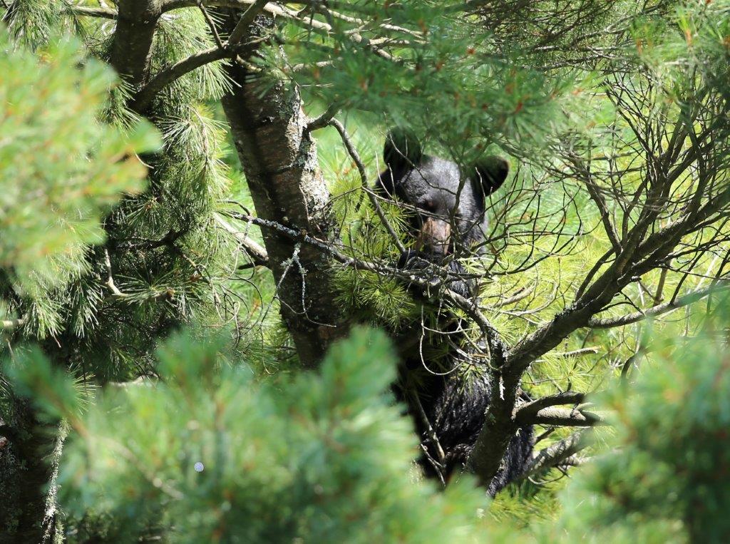 Timmy making nest - photo by Theodos