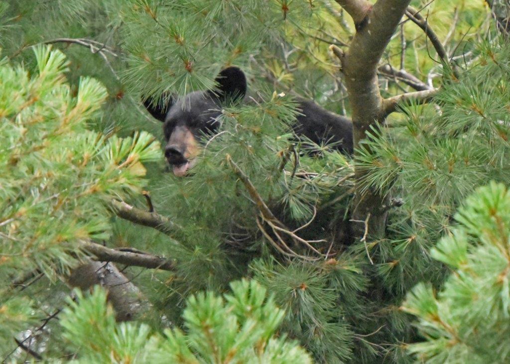 Yearling nest from 8/2/17