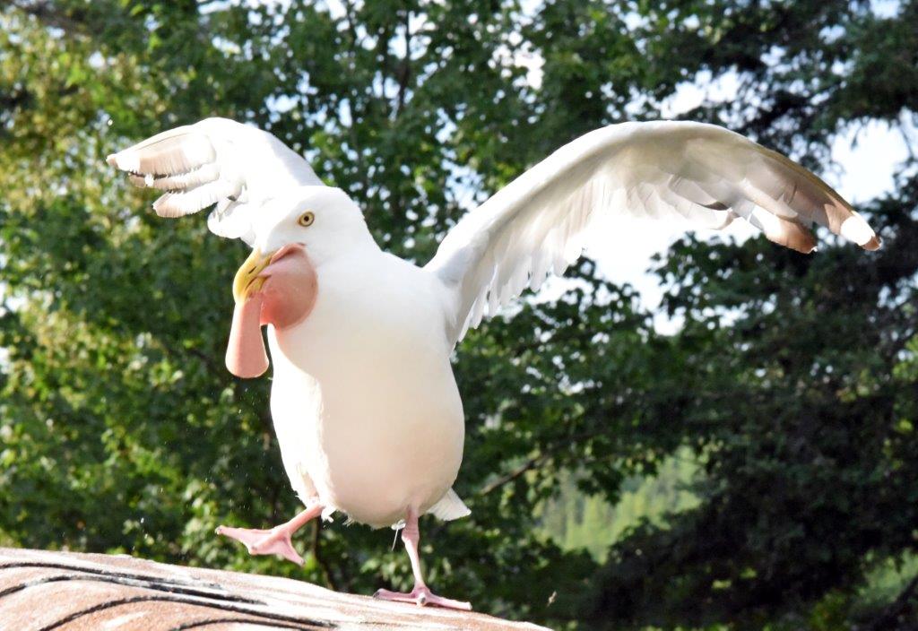 Herring gull catching bologna