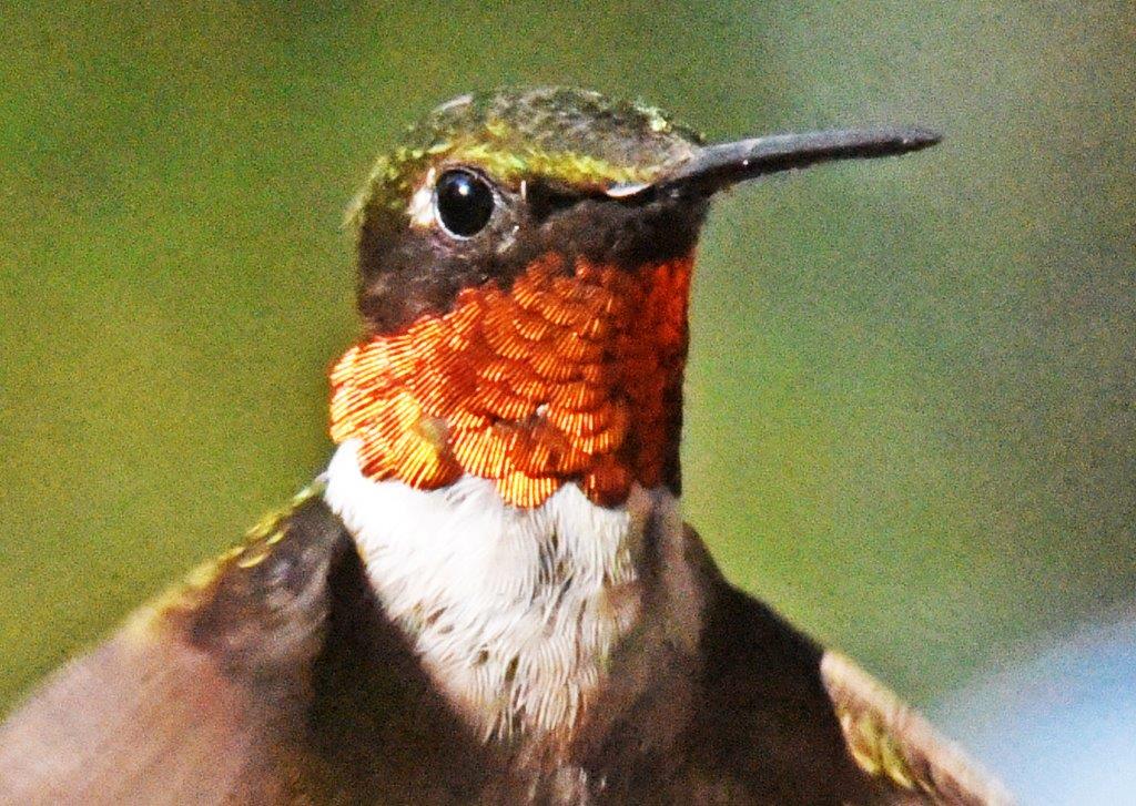 Hummingbird male
