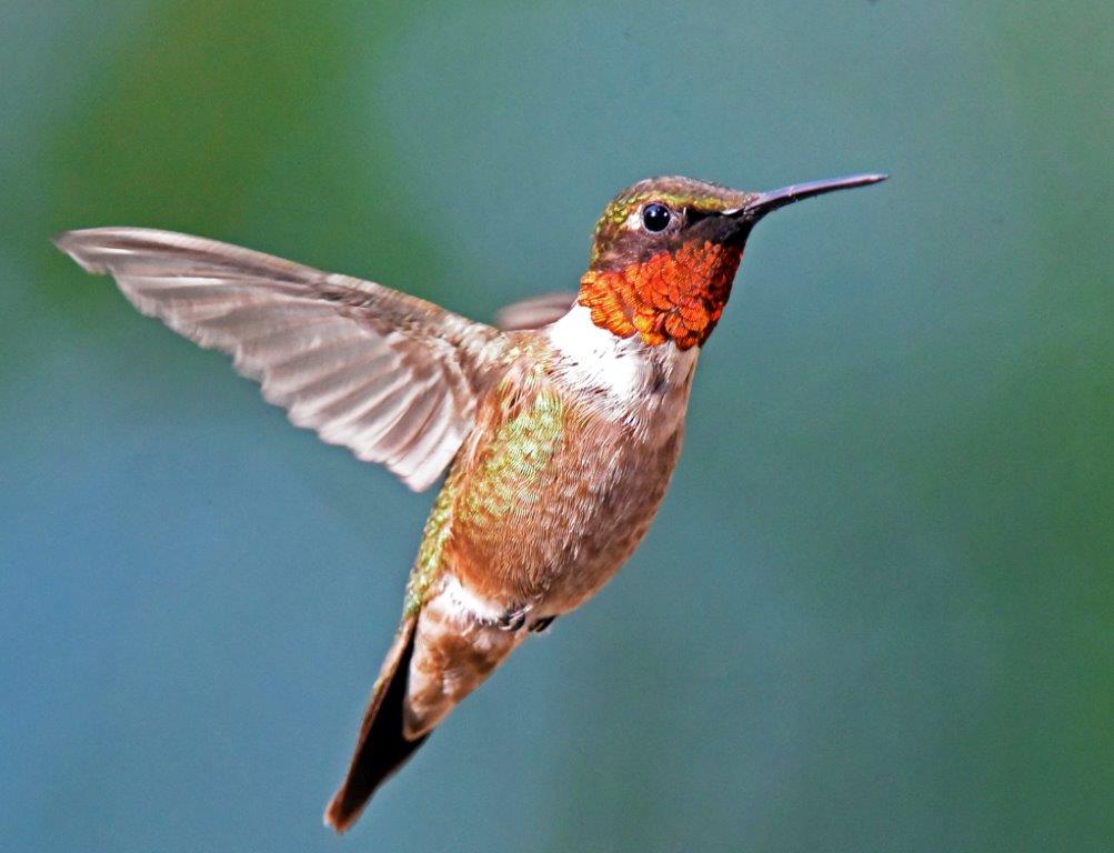Hummingbird male