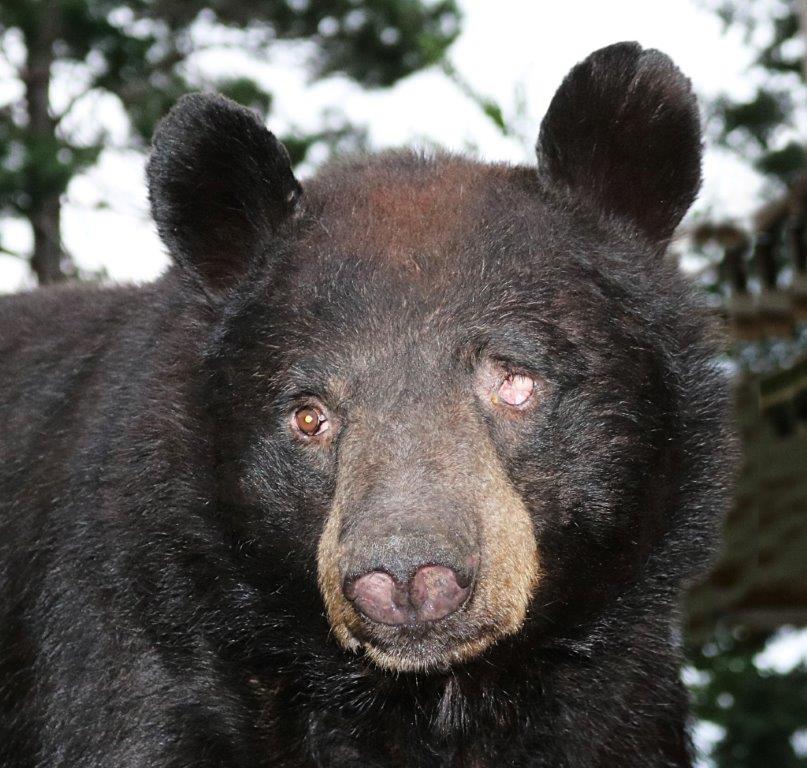 One-eyed Jack by Davison 8/13/17