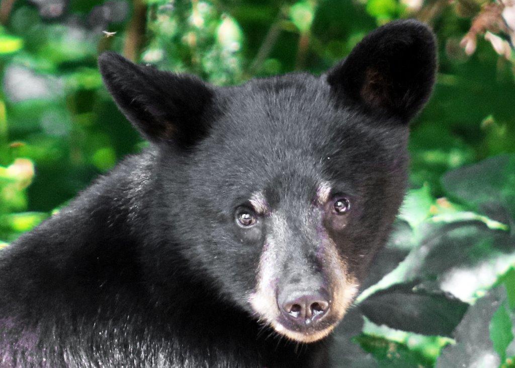 Jenny's cub by Davison