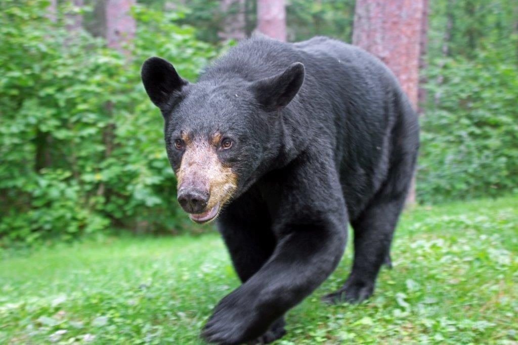 Lily by Davison 8/13/17