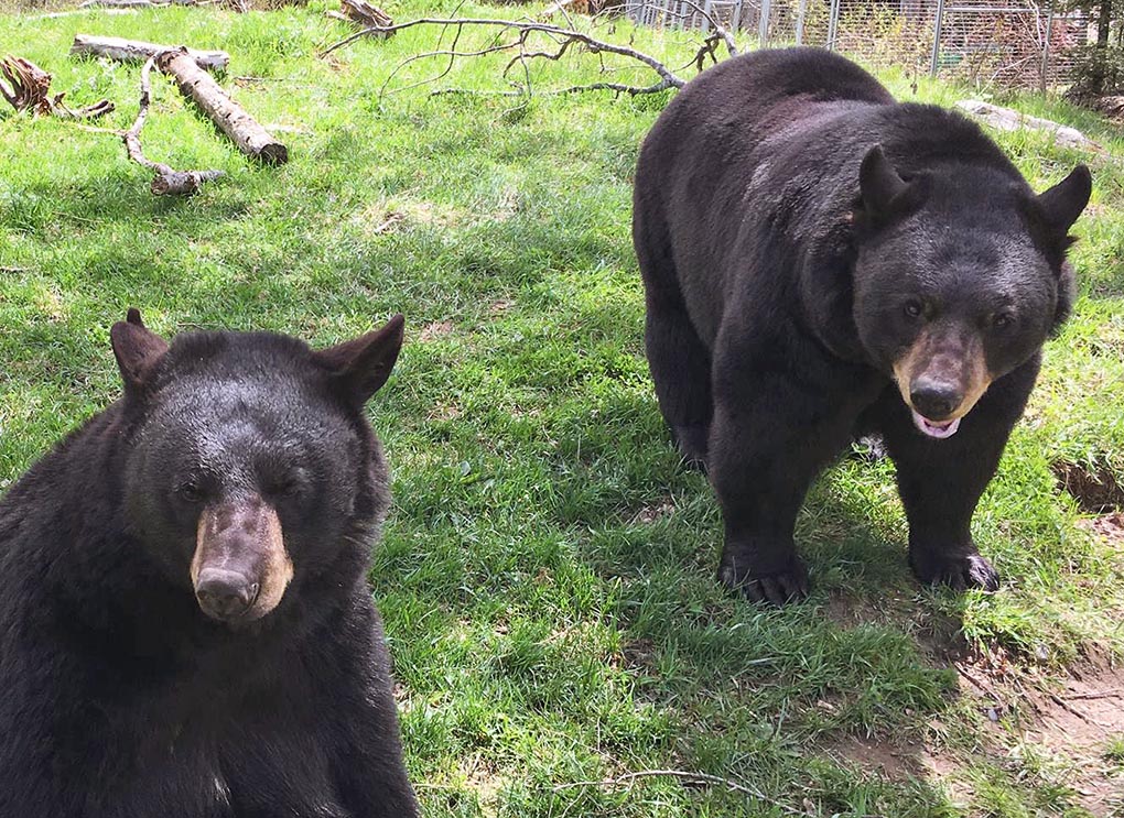 Holly Lucky yesterday, 8/15/17