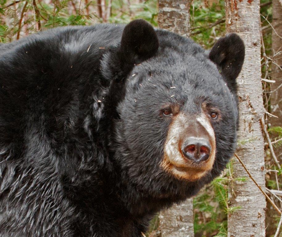 Ted - April 13, 2015