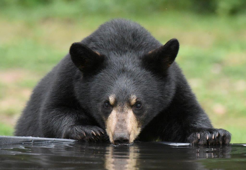 Donnas cub