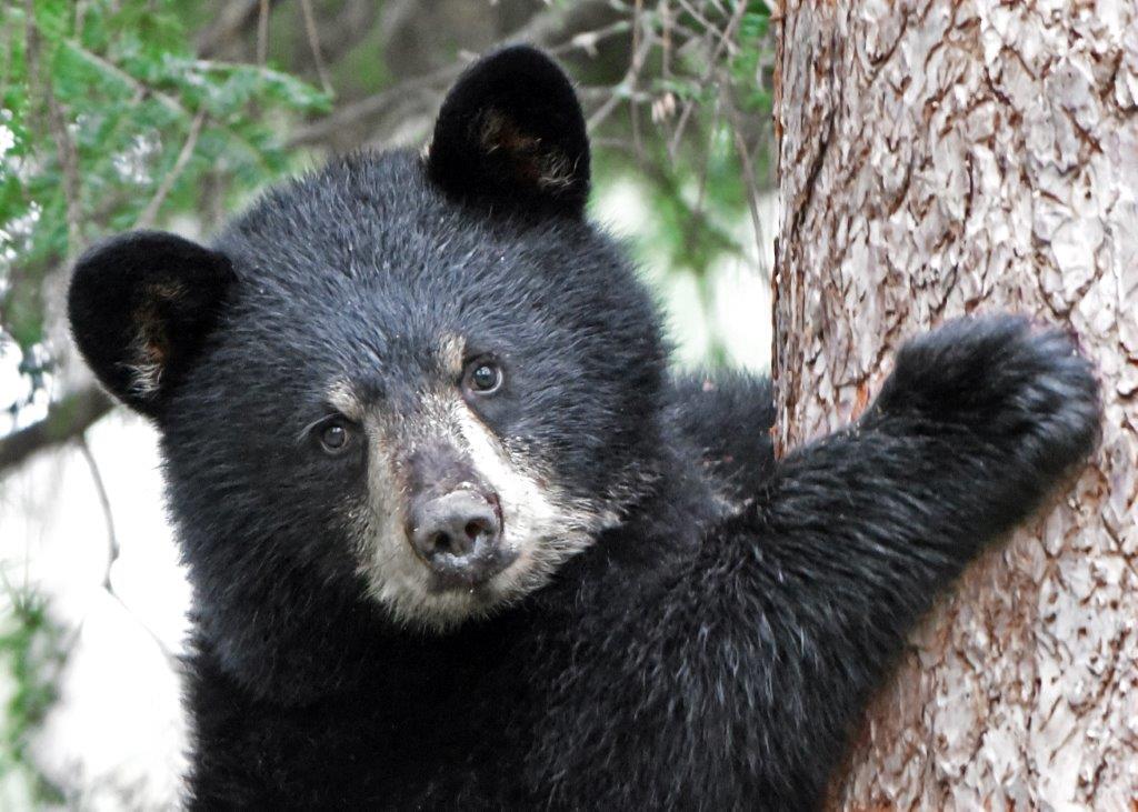 Ursulas cub