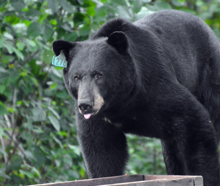 Bear 276 (photo by Don M.)