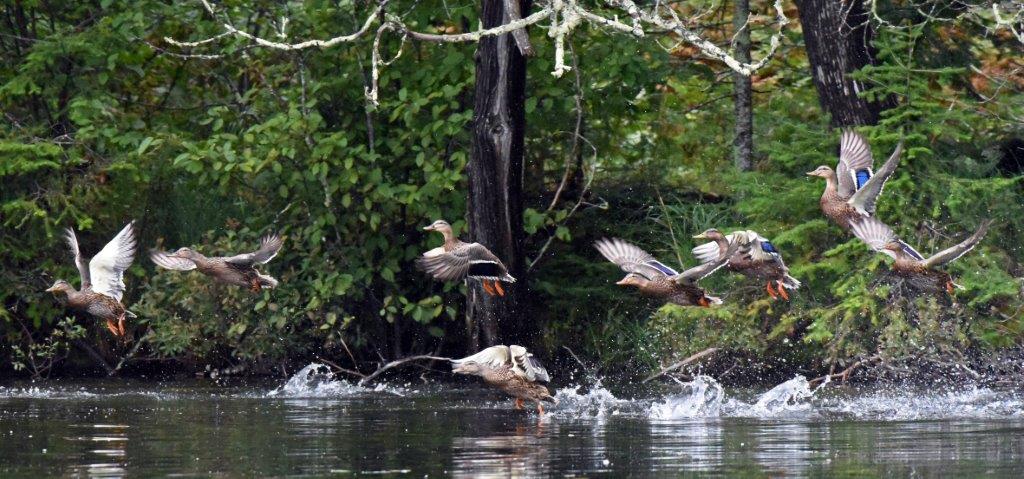 Mallards