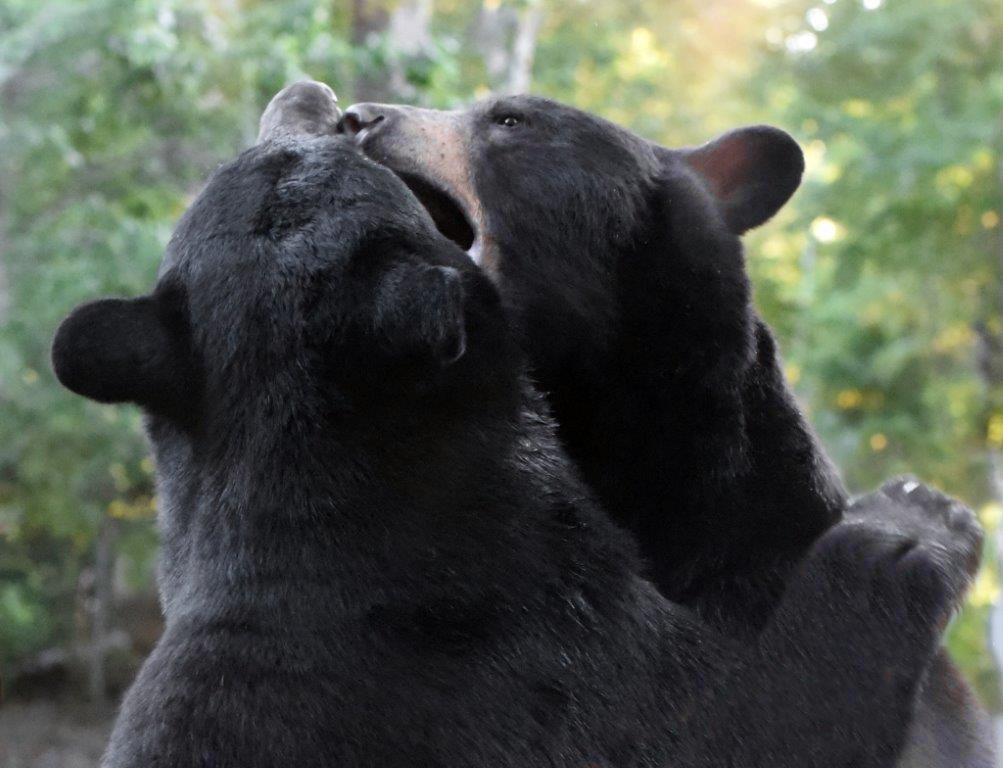 Brownie and friend playing