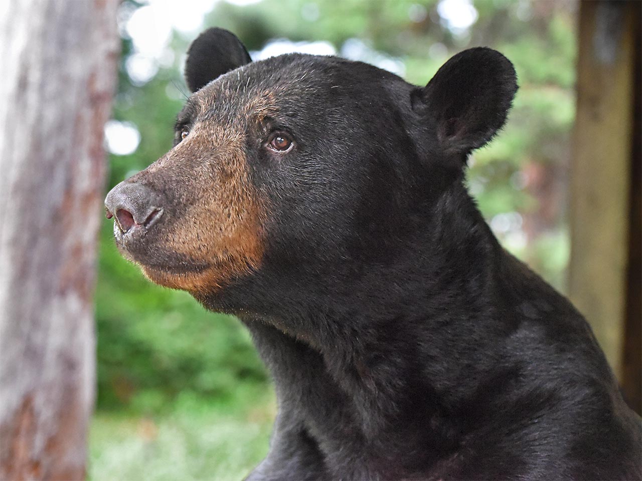 Big Harry on Sept. 3, 2017