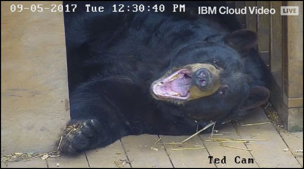 Ted yawning