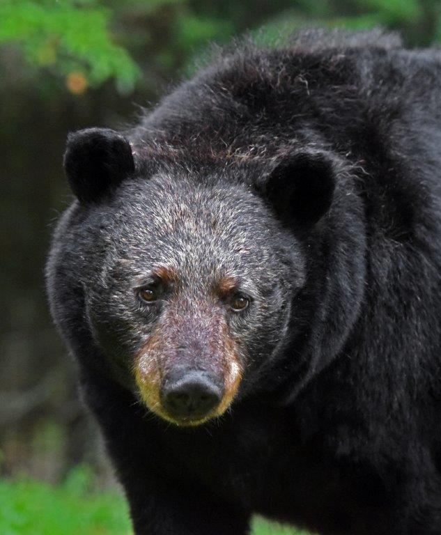 Shadow on August 22, 2017