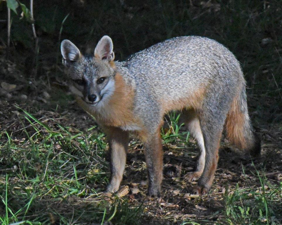 Gray Fox