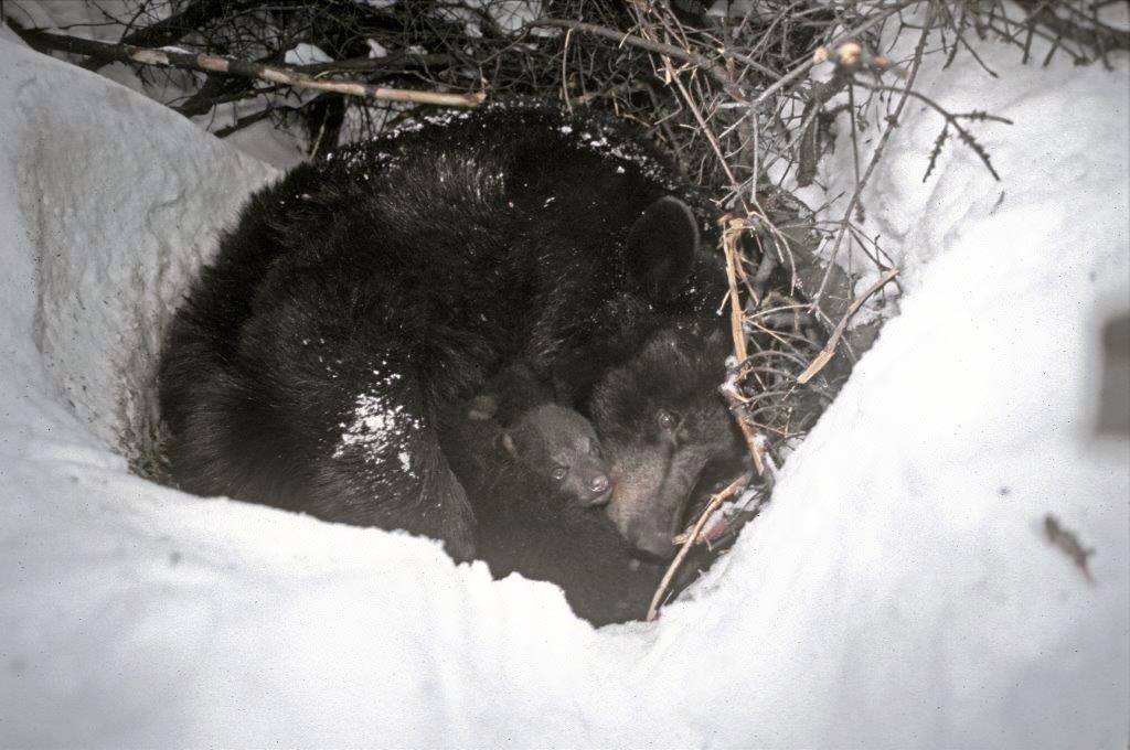 Blackheart in den in 2002 (Braveheart was a cub)