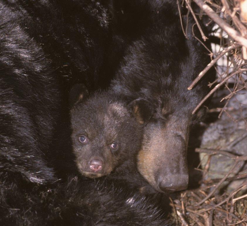 Blackheart curled around cub (maybe Braveheart?)