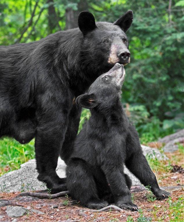 Braveheart & cub 7/28/15