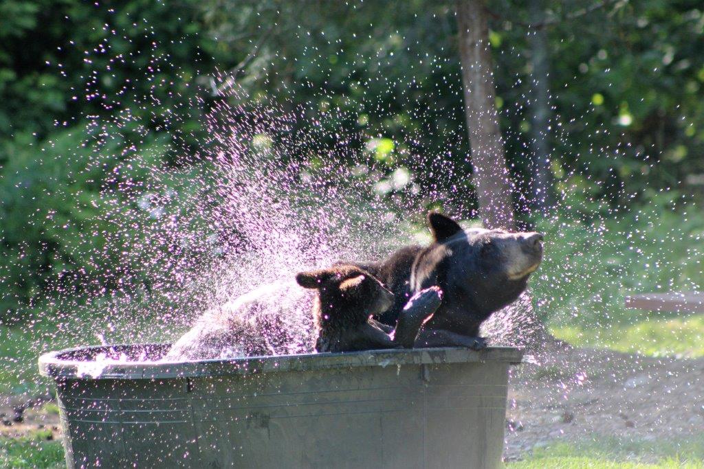 Braveheart & cub 7/3/17