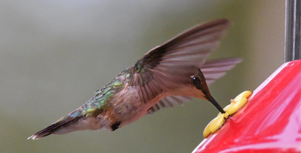Hummingbird on 9/13/17