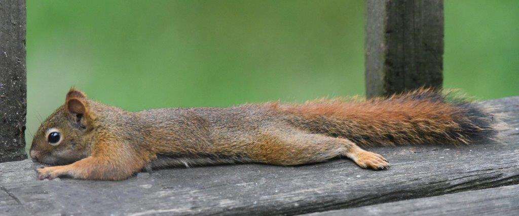 Red squirrel cooling down