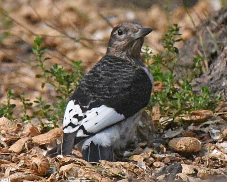 Red-headed woodpecker