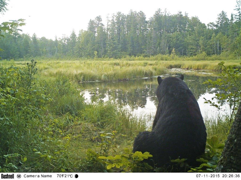 Bear by Pond on 7-11-15
