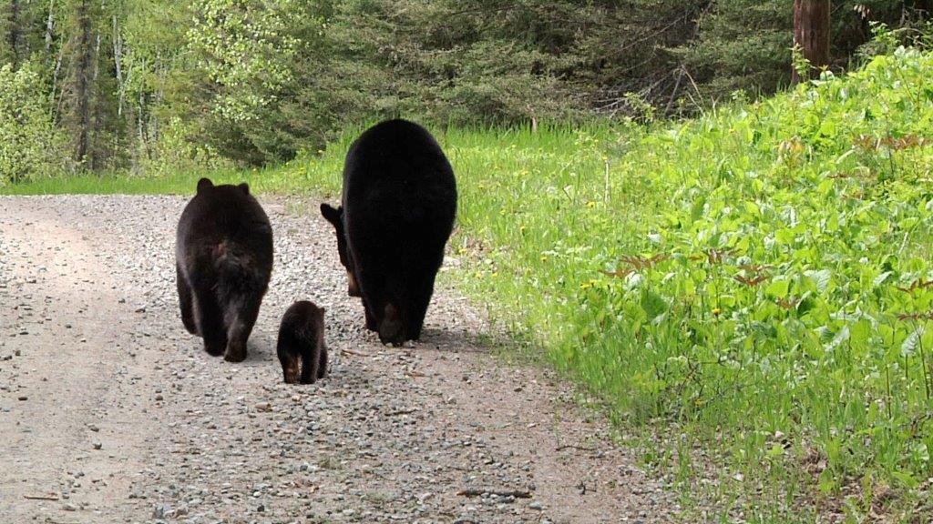 Lily, Hope and Faith