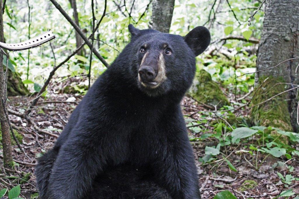 Hope not wanting to be collared - 8/16/11 by Jackie Runions