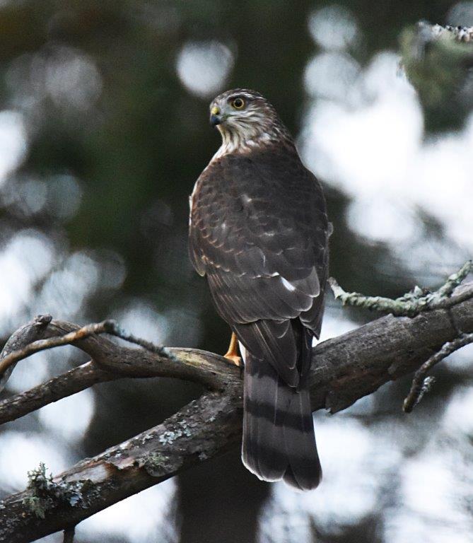 Sharp-shinned Hawk