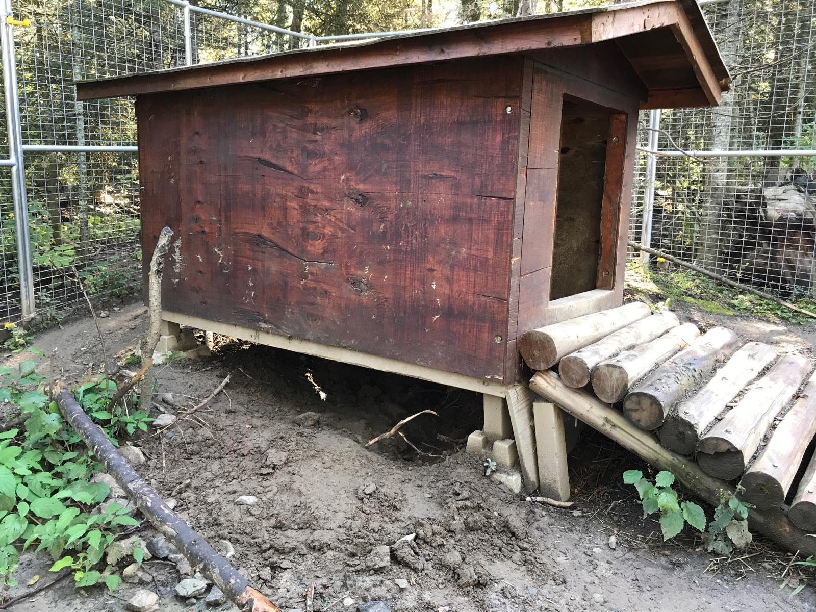 Tasha digging under den