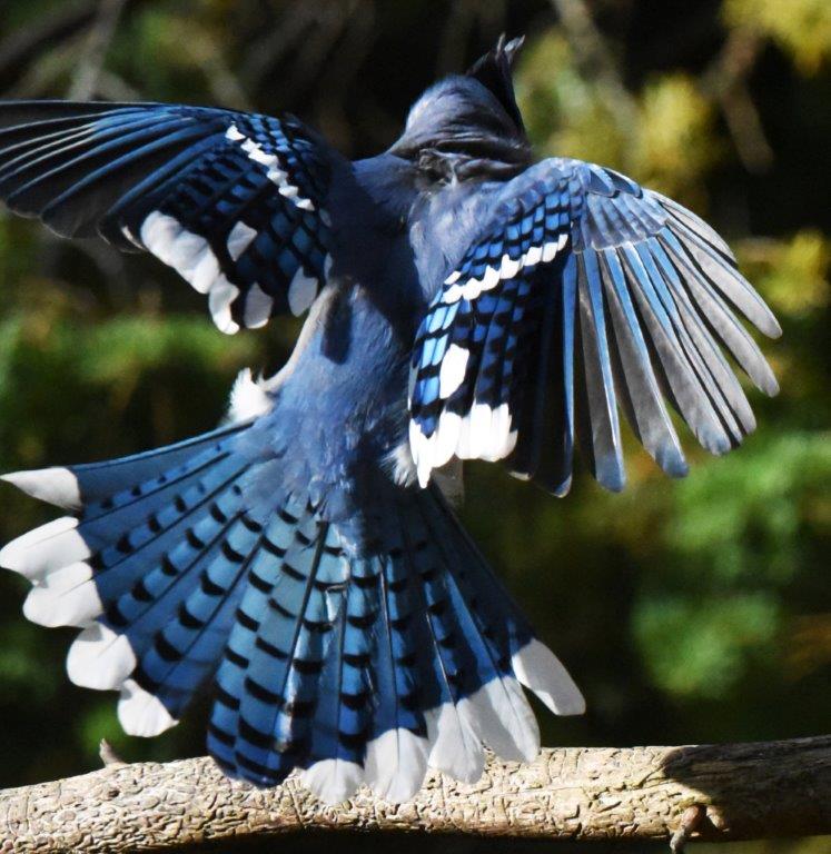 20170927 Blue Jay