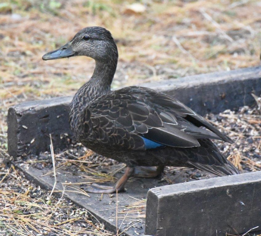American Black duck