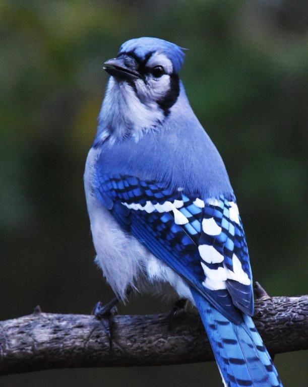 Blue jay