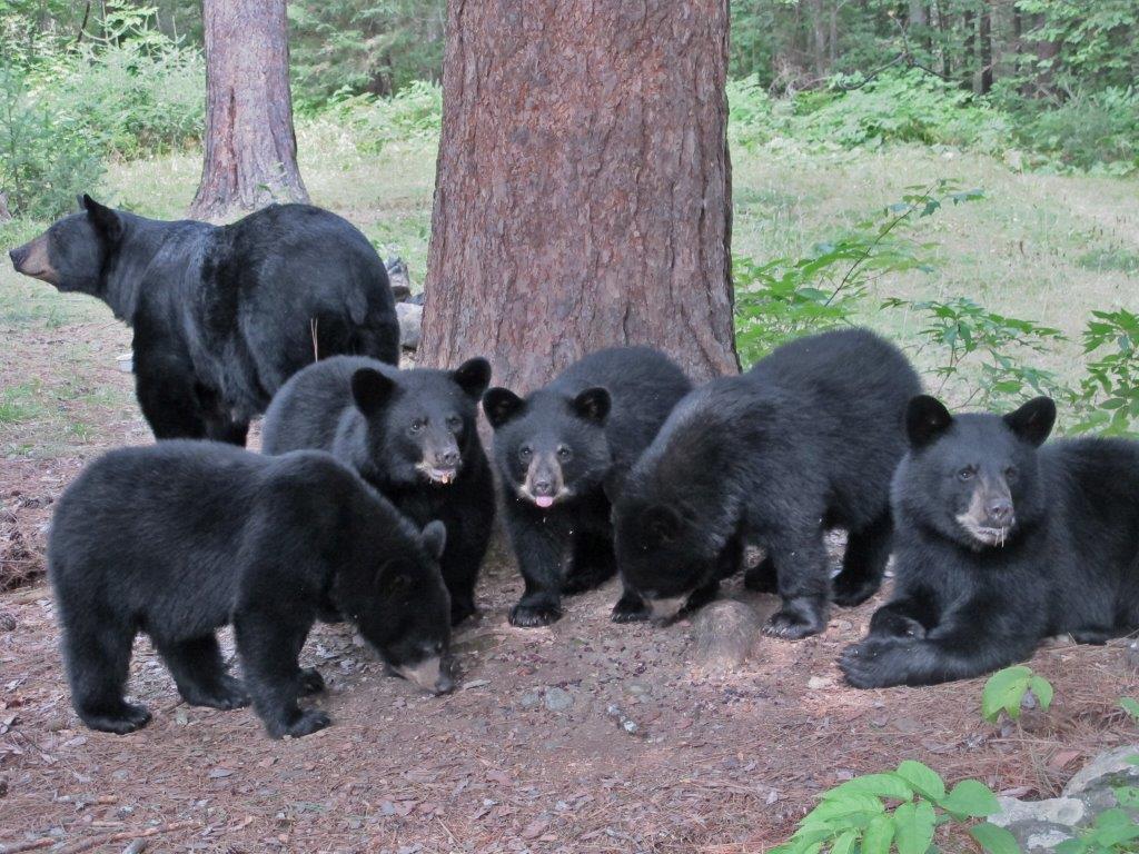 Annie and her cubs 8/31/17