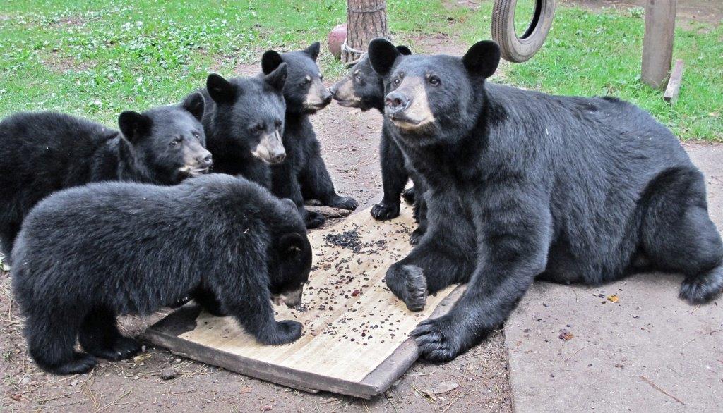 Annie and her cubs 9/5/17