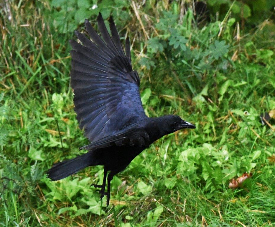 Crow