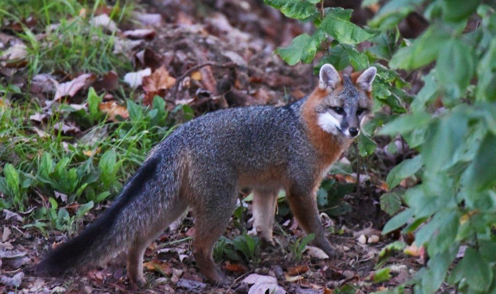 Gray Fox