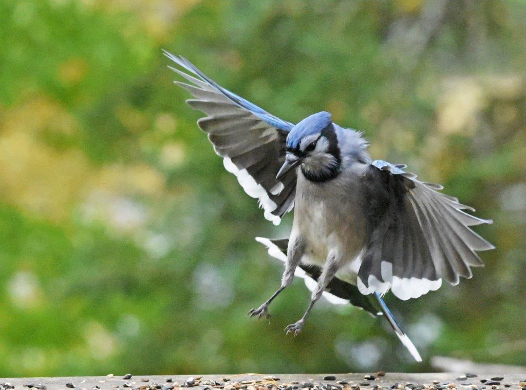 Blue Jay