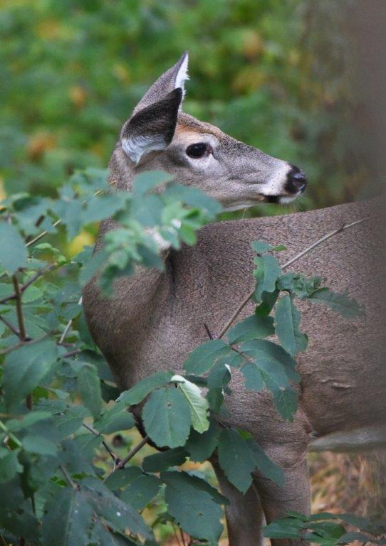 Deer
