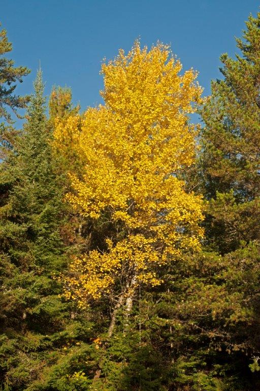 Aspen surrounded by conifers